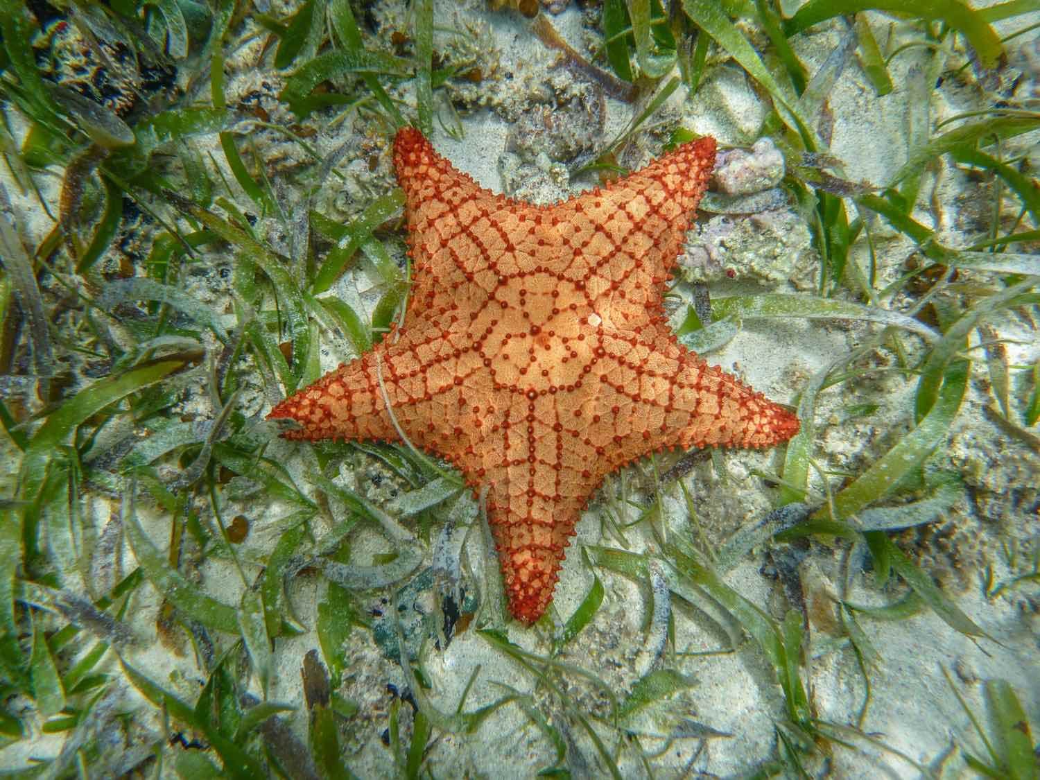 Landed-Travel-Private-Travel-Orange-Starfish-Bocas-del-Toro-Panama