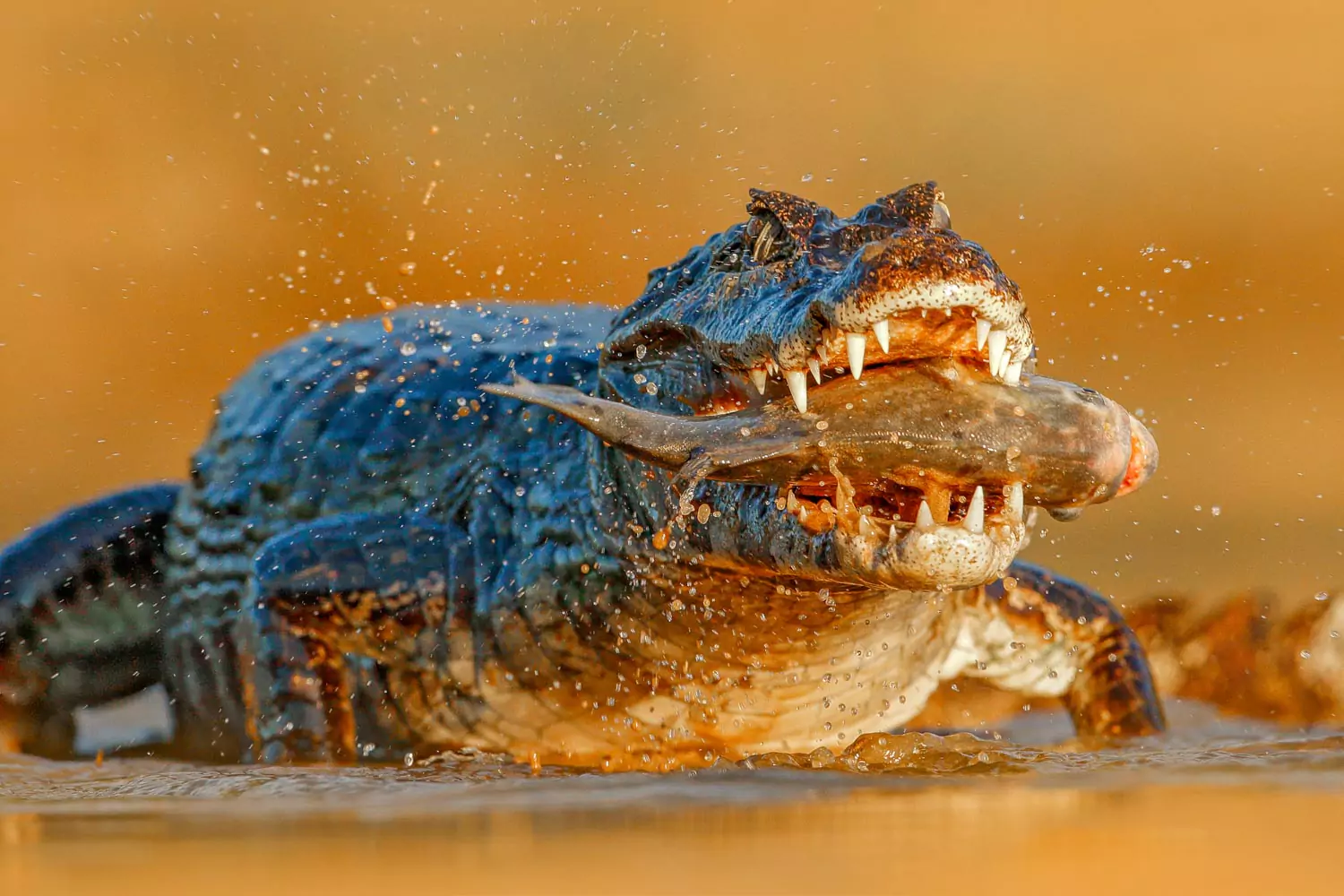Pantanal Brazil caiman | Landed Travel