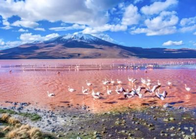 Atacama Flamingoes | Landed Travel