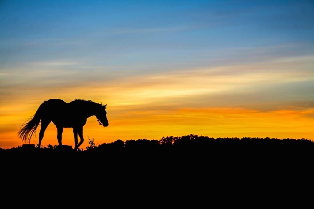 The Pampas Argentina | Landed Travel