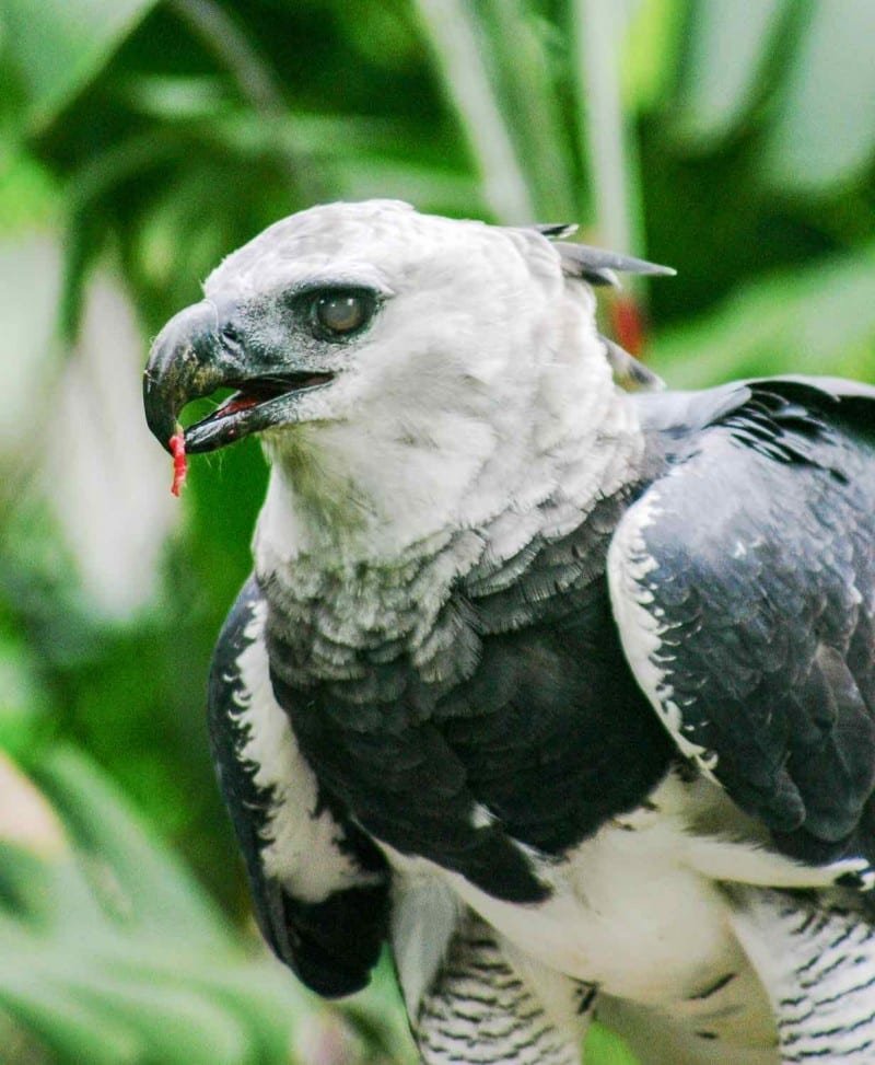 Panama-Travel-Bird-Watching-Harpy-Eagle-800×973