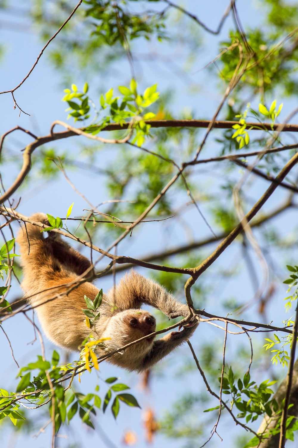 Panama-Wildlife-Travel-Sloth-1