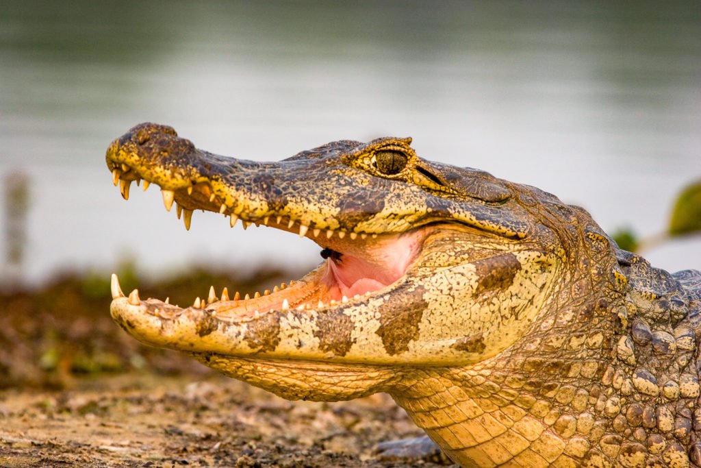 Pantanal spectacled caiman | Landed Travel