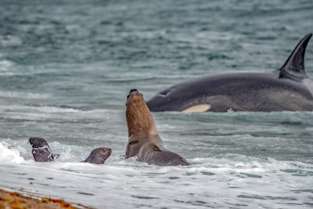 Valdes Orca | Landed Travel