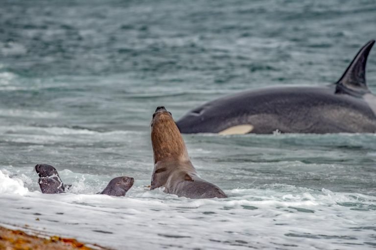 Valdes Orca | Landed Travel