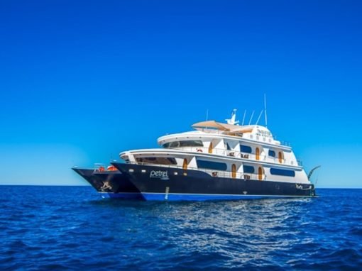 Petrel Luxury Motor Catamaran | Landed Travel