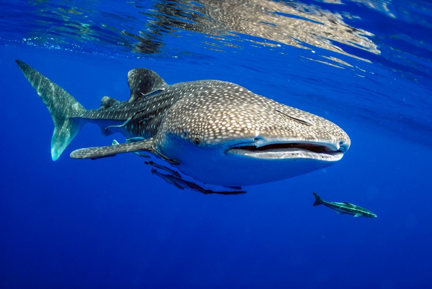 Placencia-Belize-Whale-Shark-Gladden-Spit-Landed-Travel-Private-Travel
