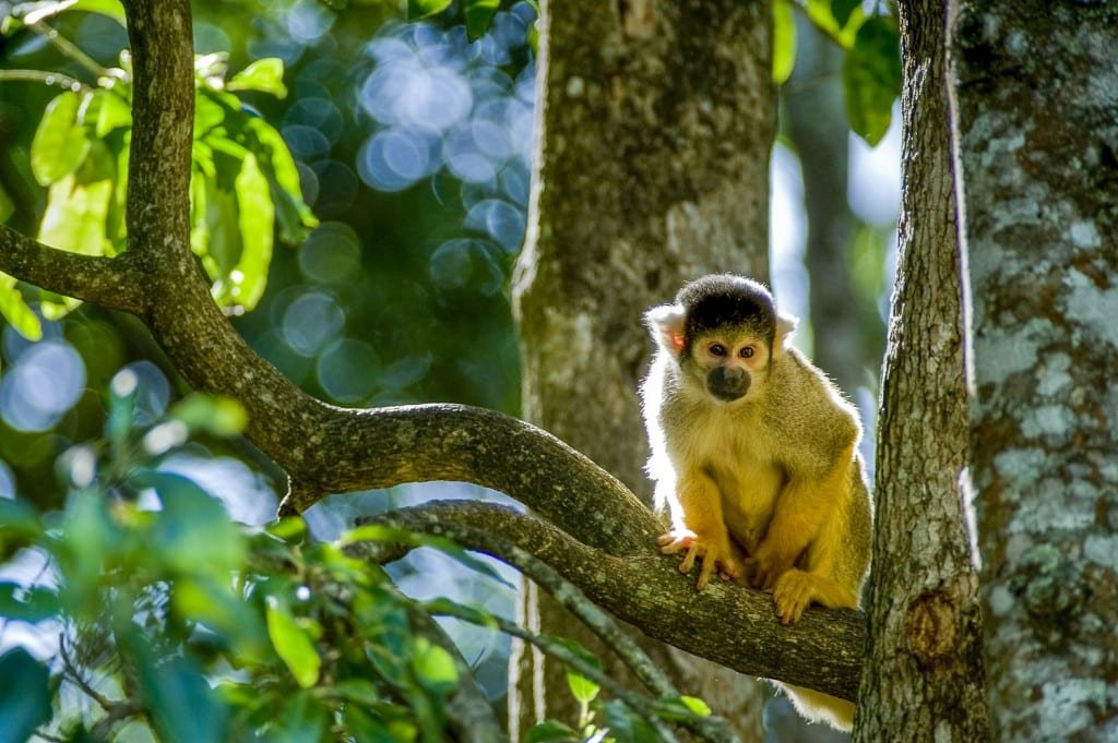 Colombia Amazon Squirrel Monkey