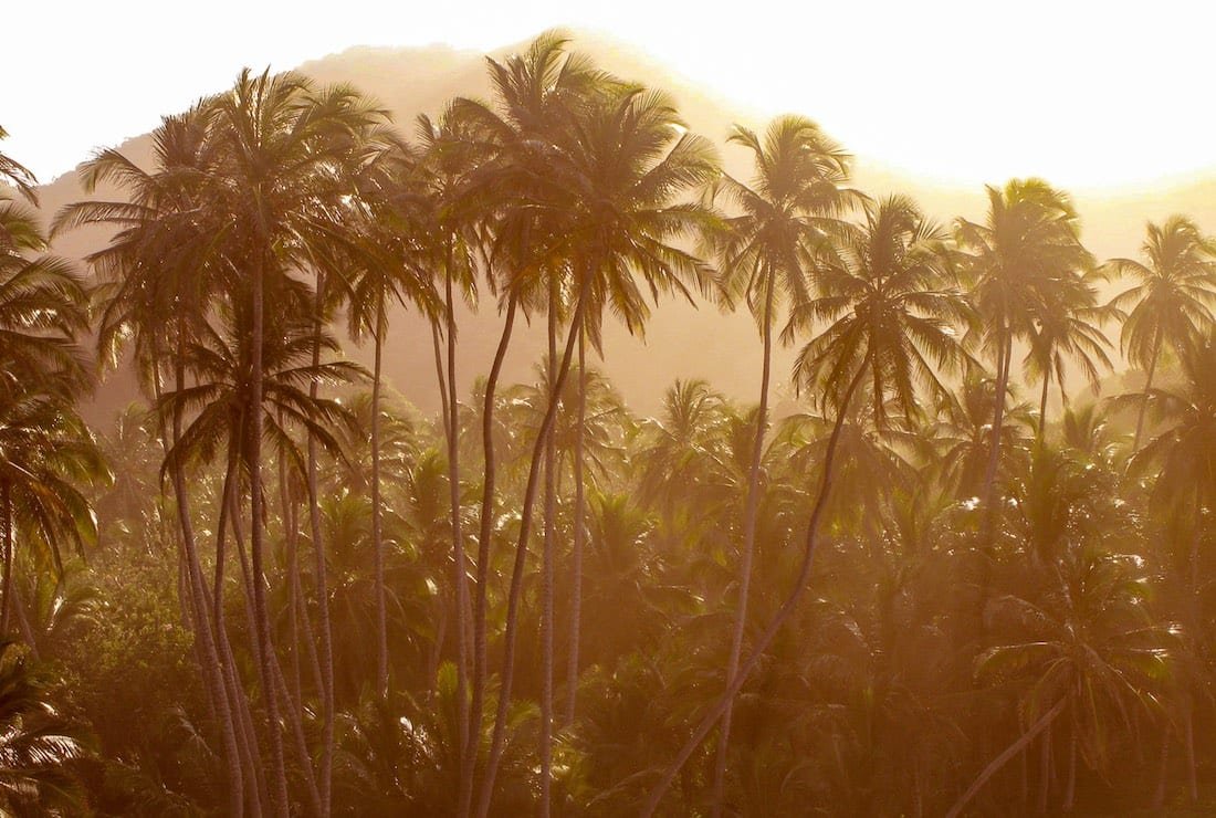 Colombia Tayrona palm trees