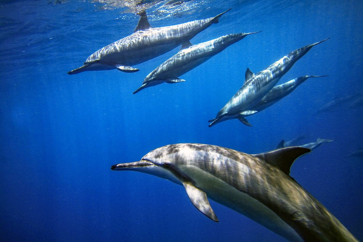 Fernando de Noronha dolphins