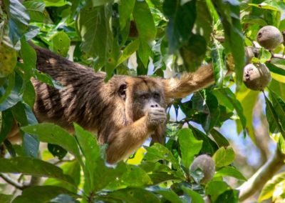 Pantanal Brazil howler monkey | Landed Travel