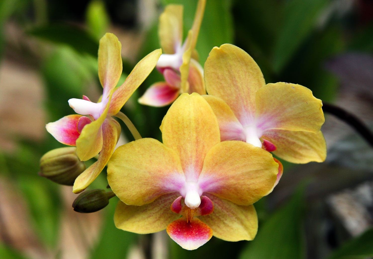 Private-Custom-Travel-Design-Panama-Boquete-Yellow-Phalaeonopsis-Orchid