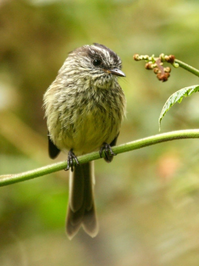 Agile Tit Tyrant Cayambe