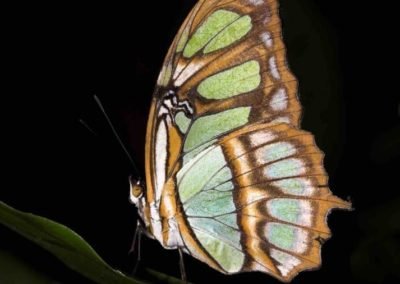 Ecuador Butterfly in Amazon | Landed Travel