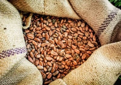 Ecuador cacao beans | Landed Travel