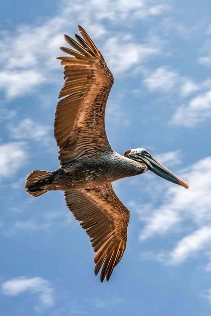 Galapagos pelican in flight