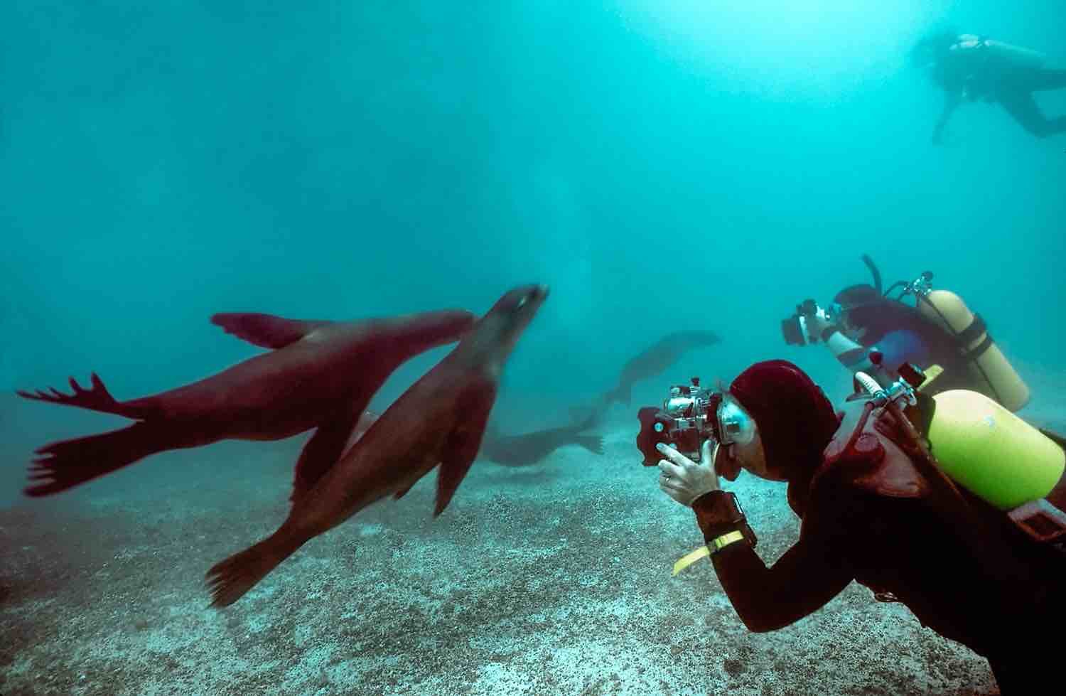 Ecuador Sea Lions