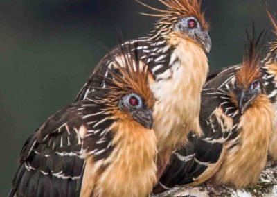 Ecuador Hoatzin | Landed Travel