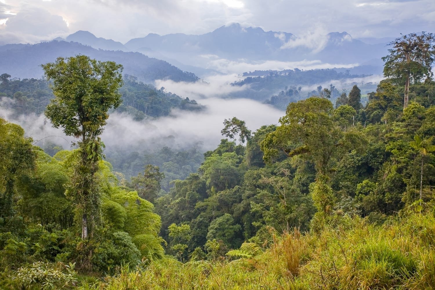 Ecuador Mindo Forest
