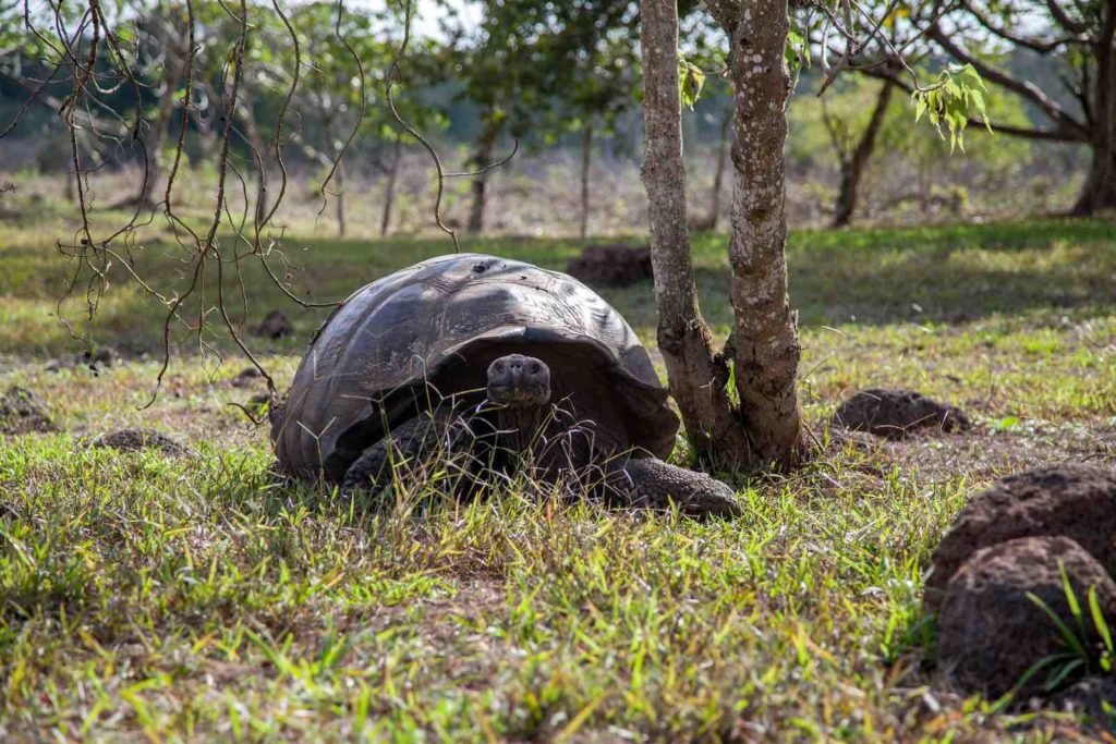 Galapagos tortoise | Landed Travel