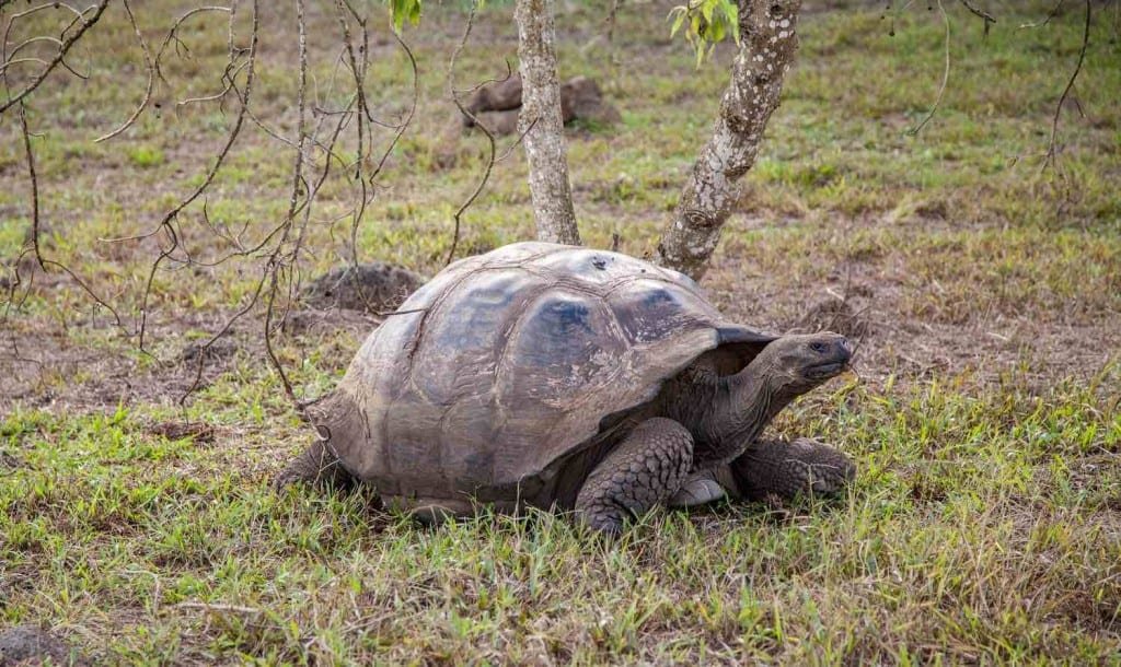 North Peru tortoise