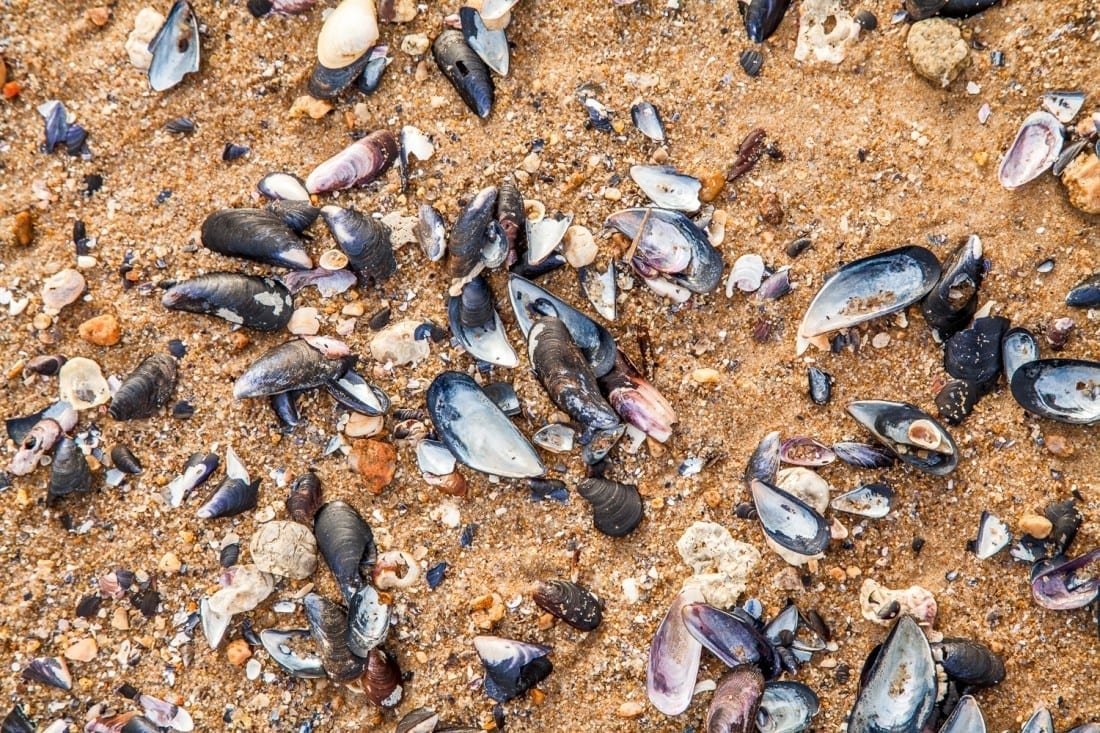 beach shells