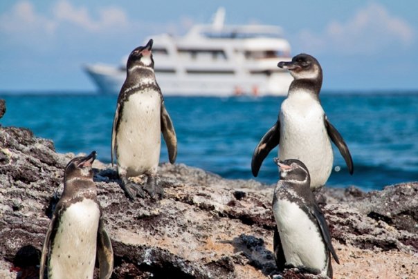 Sea Star Yacht Galapagos Penguins | Landed Travel