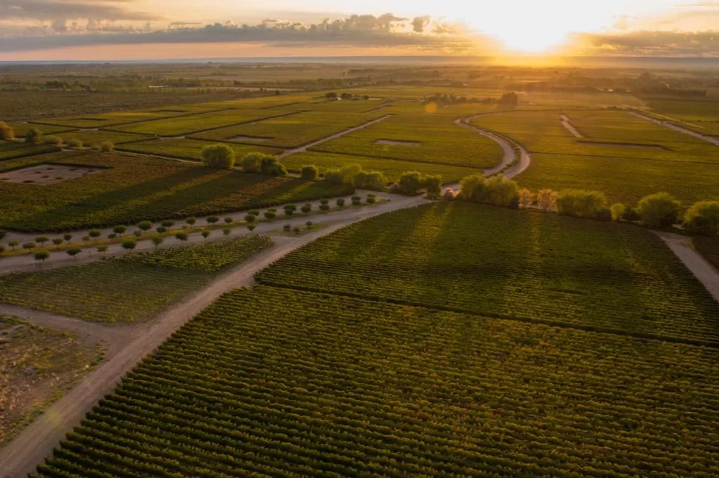 The Vines Of Mendoza