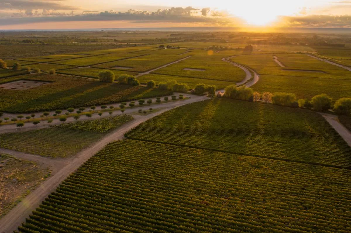 The Vines Of Mendoza