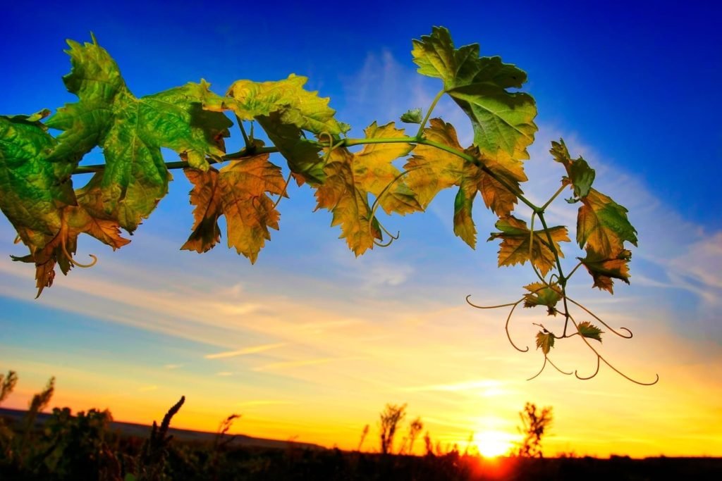 Wine Country Chile | Landed Travel
