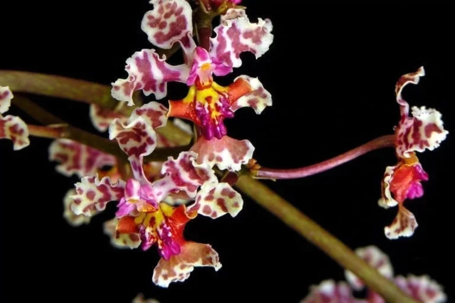 Orchids Honduras | Landed Travel