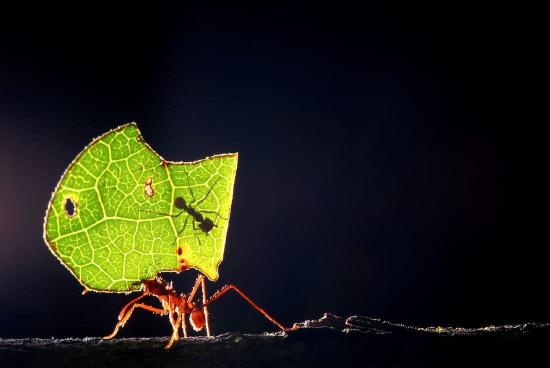 Amazon ant