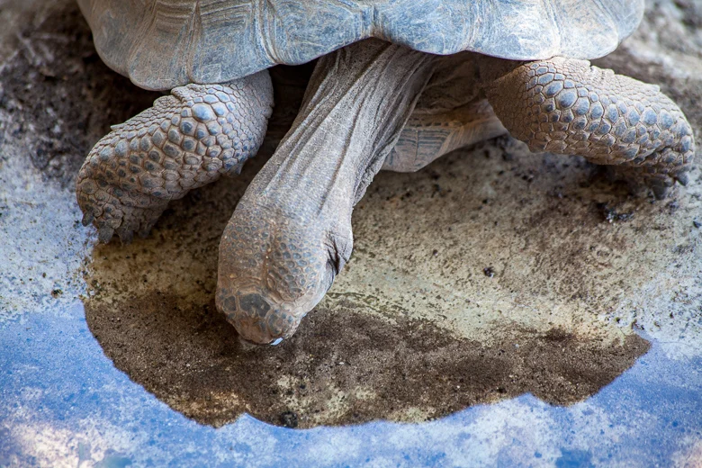 Galapagos Seaman Journey