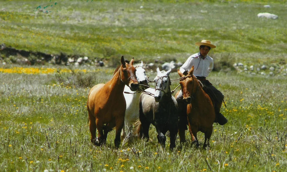 Rancho'e Cuero