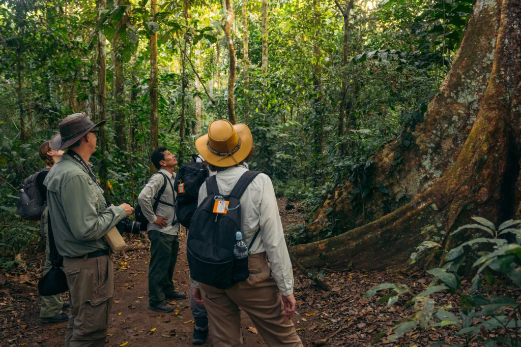 Naturalist guide and travelers gazing up at a giant buttress-root tree on a rainforest trail