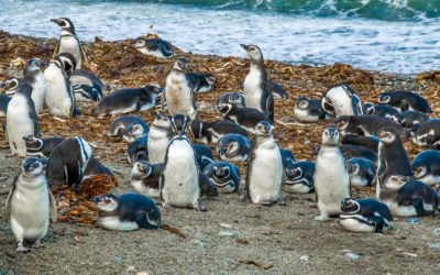 Visiting the King Penguin Colony in Patagonia