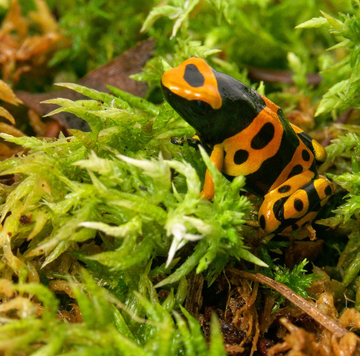 Colombia Amazon Yellow Frog