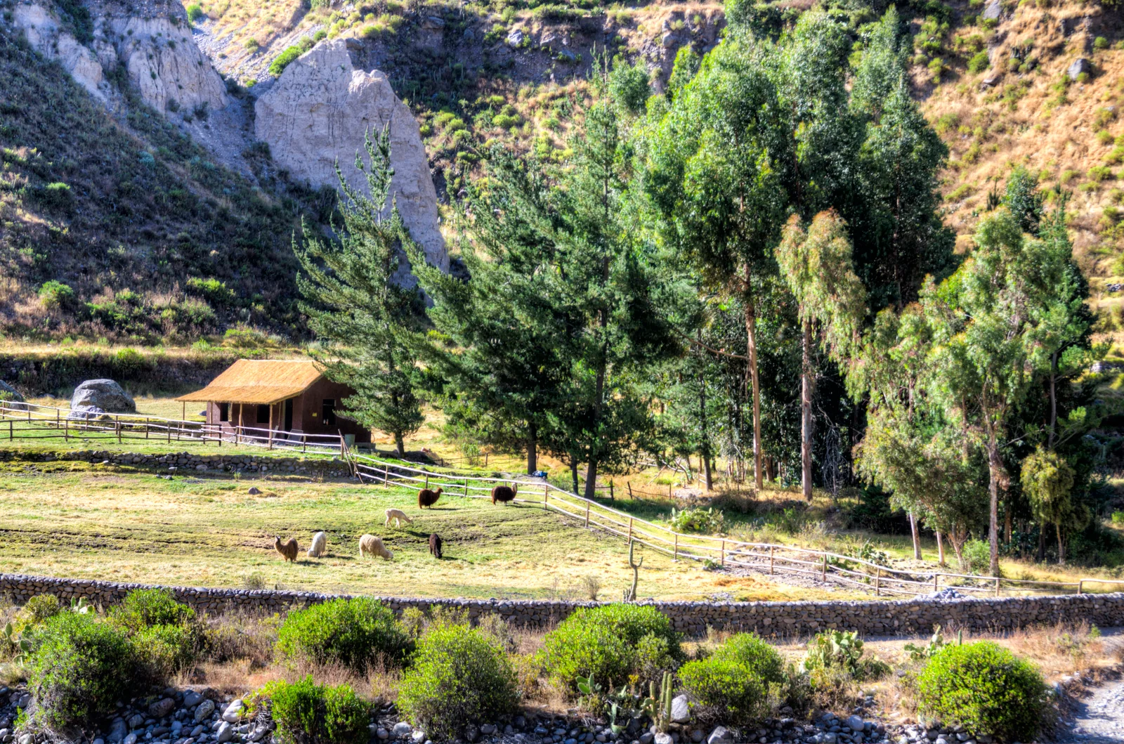 Colca Lodge gardens