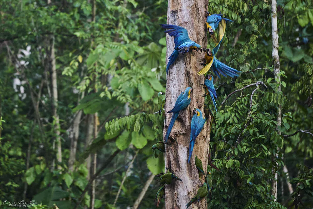 Macaw trees