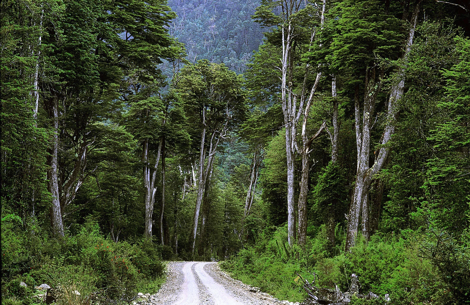 Carretera austral