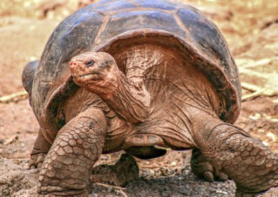 Galapagos-Private-Custom-Travel-Design-Tortoise-400x284.jpg