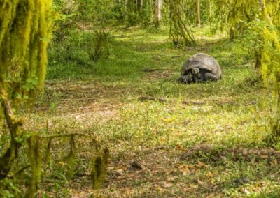 Landed-Travel-Private-Travel-Galapagos-Tortoise-Forest-400x284.jpg