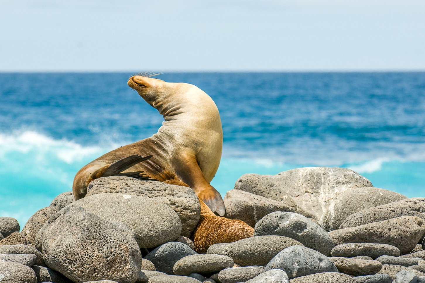 Sea Lion on the rocks in Galapagos