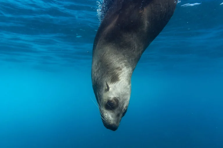 A seal dives in the ocean