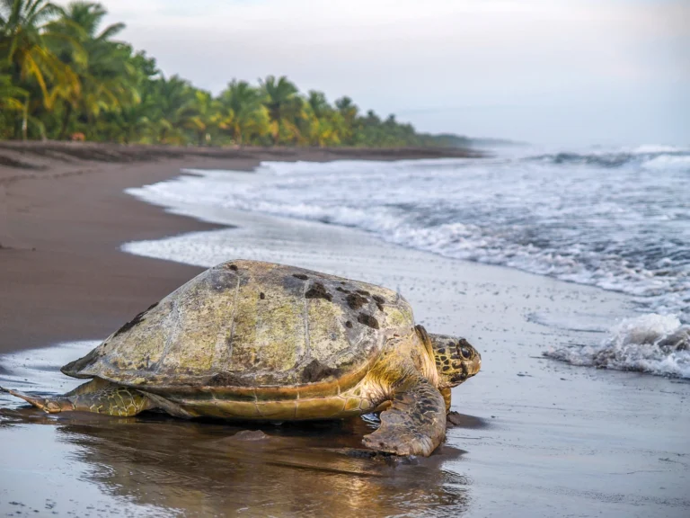 A sea turtle heads from the beach to the ocean