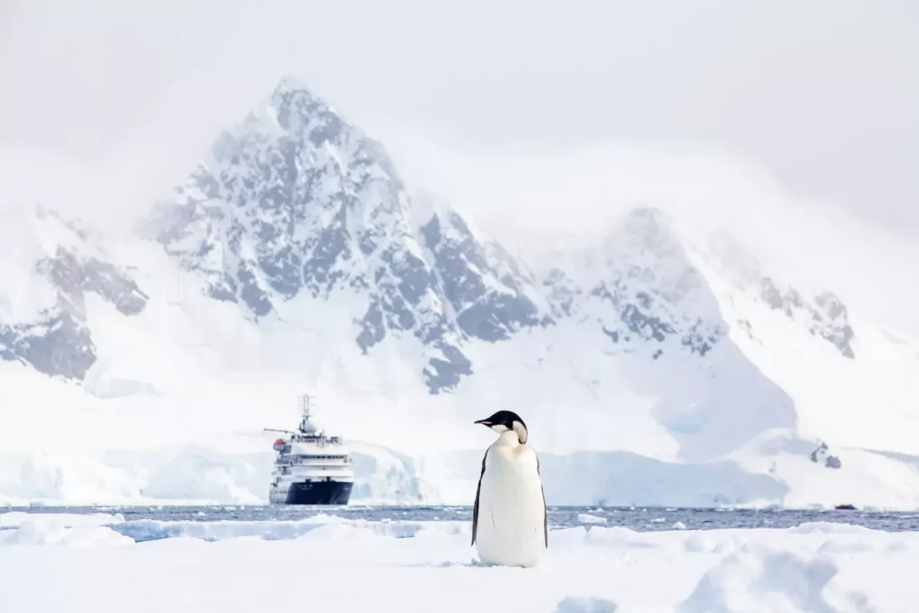 A penguin in Antarctica with a luxury cruise ship in the background