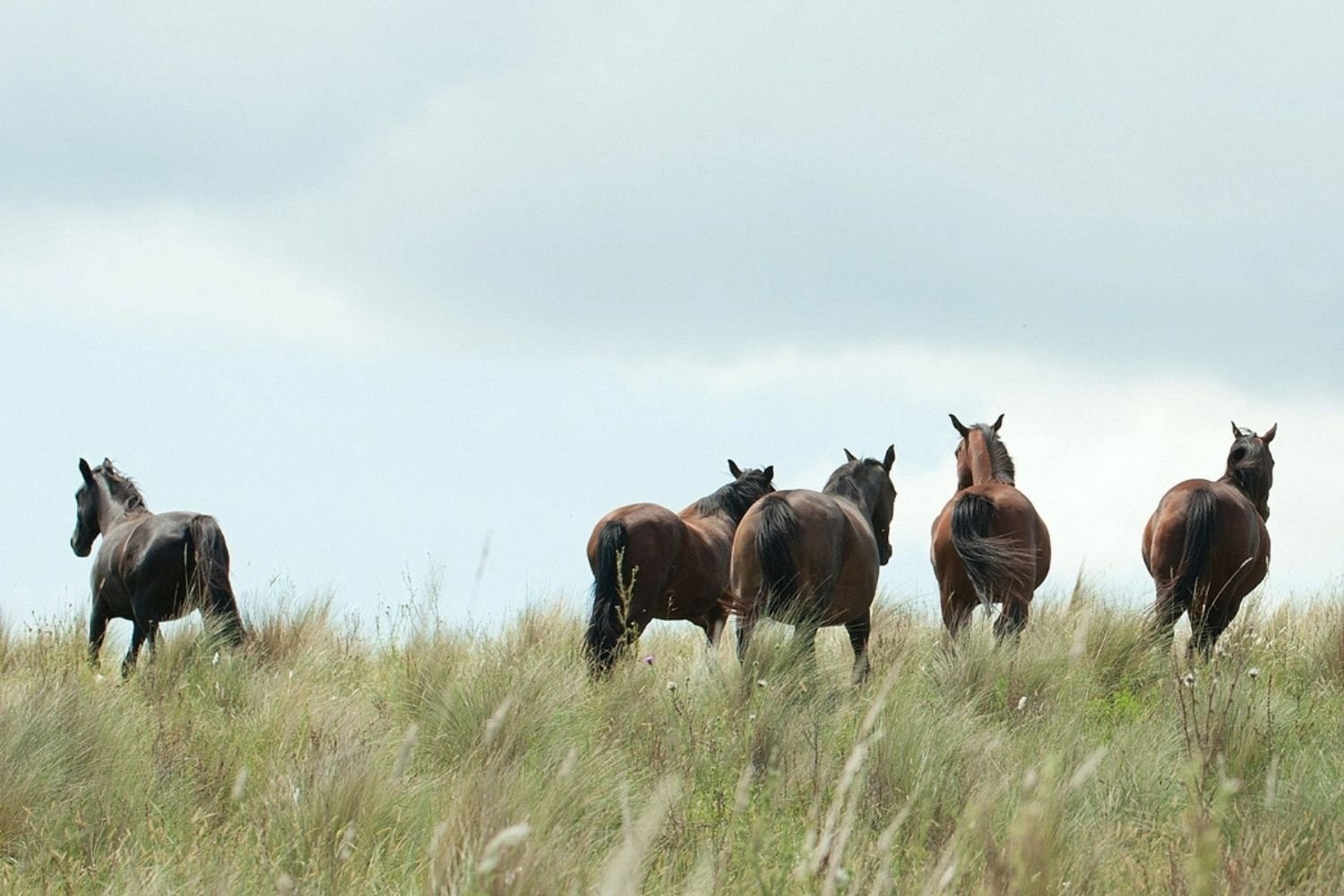 Cordoba horses - LANDED Travel