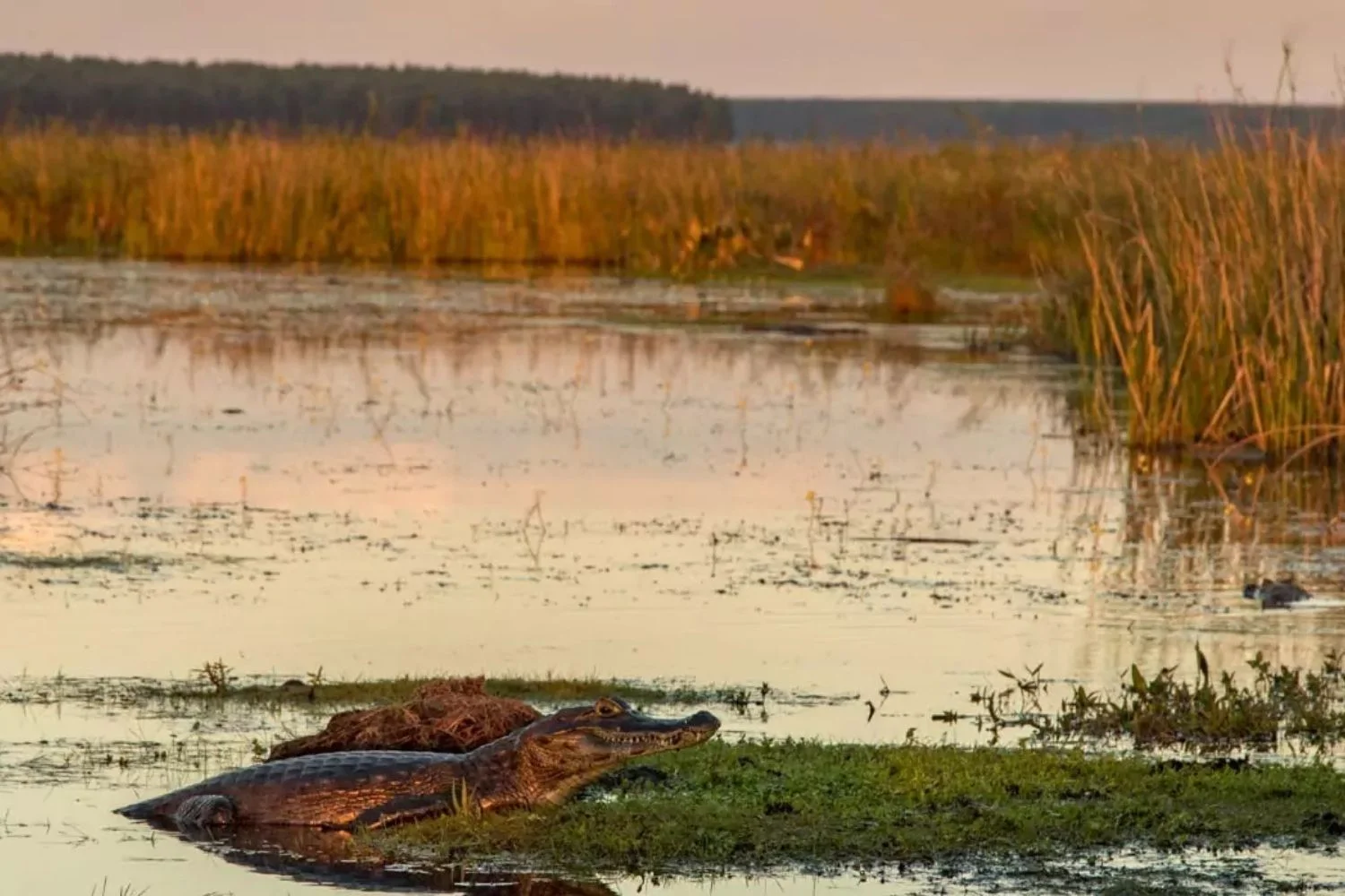 Crocodile in Esteros de Ibera travel by LANDED Travel