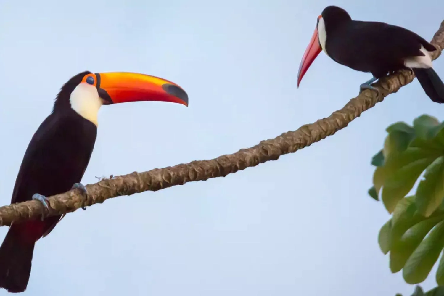 Tucans at Iguazu Falls