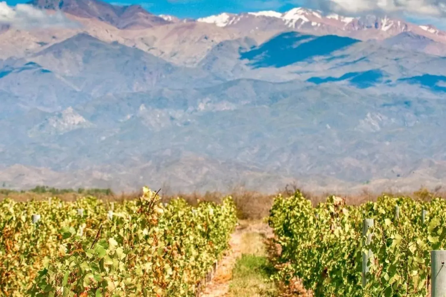 mendoza travel vineyard